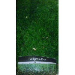 California Pro - Artificial...